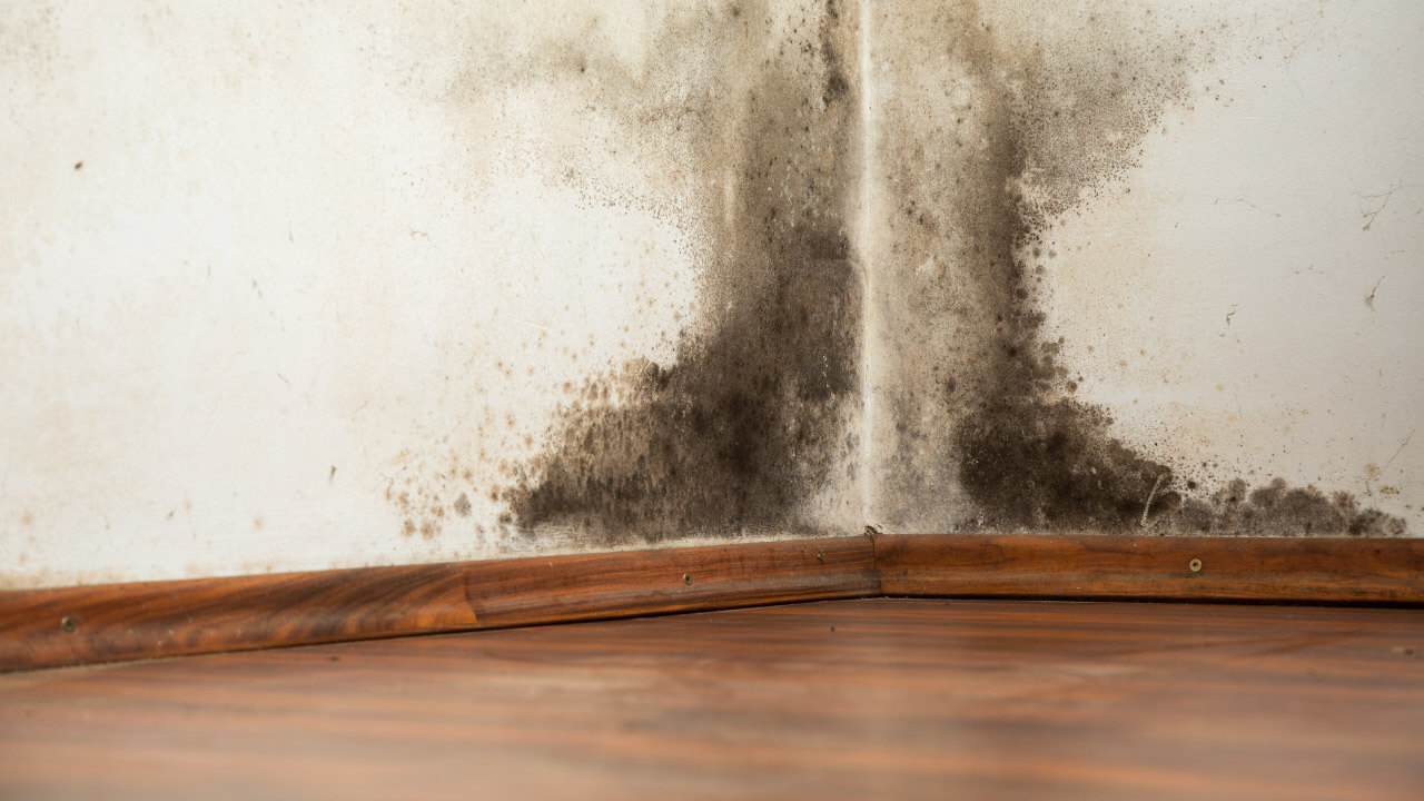Mold Remediation